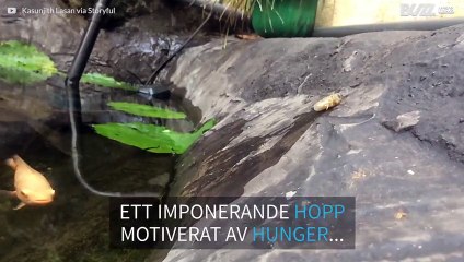 Fisk hoppar ut ur vattnet för att få en bit mat
