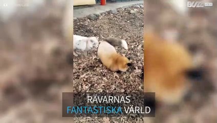 Smart & listig: rävens fascinerande värld