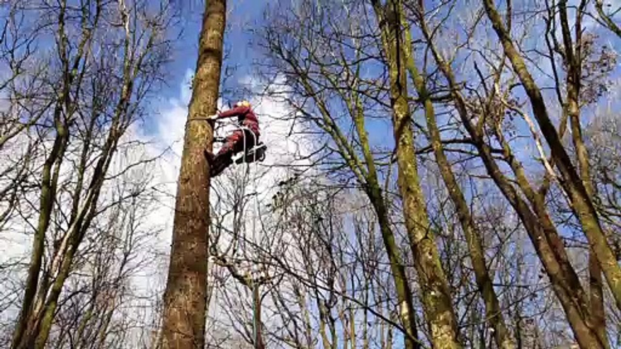 Forêt de Paimpont - Un arbre pour la cathédrale Notre-Dame de Paris