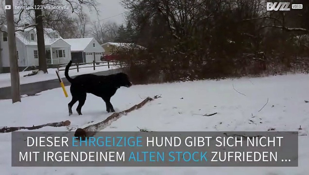 Dieser Labrador gibt sich nicht mit einfachen Stöcken ab