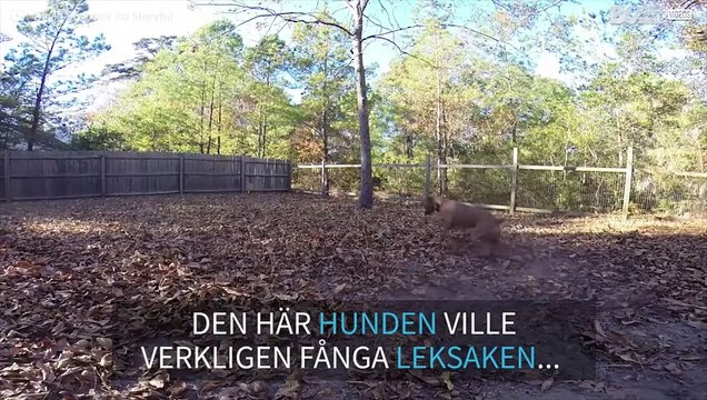 Den här hunden misslyckades ordentligt med att fånga en boll!