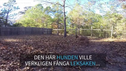 Den här hunden misslyckades ordentligt med att fånga en boll!