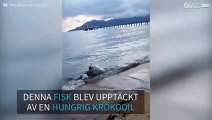 Krokodil kalasar på en död fisk på en strand i Australien