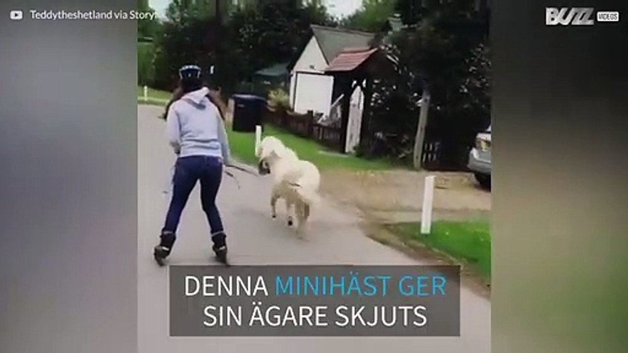 Minihäst ger sin ägare skjuts!