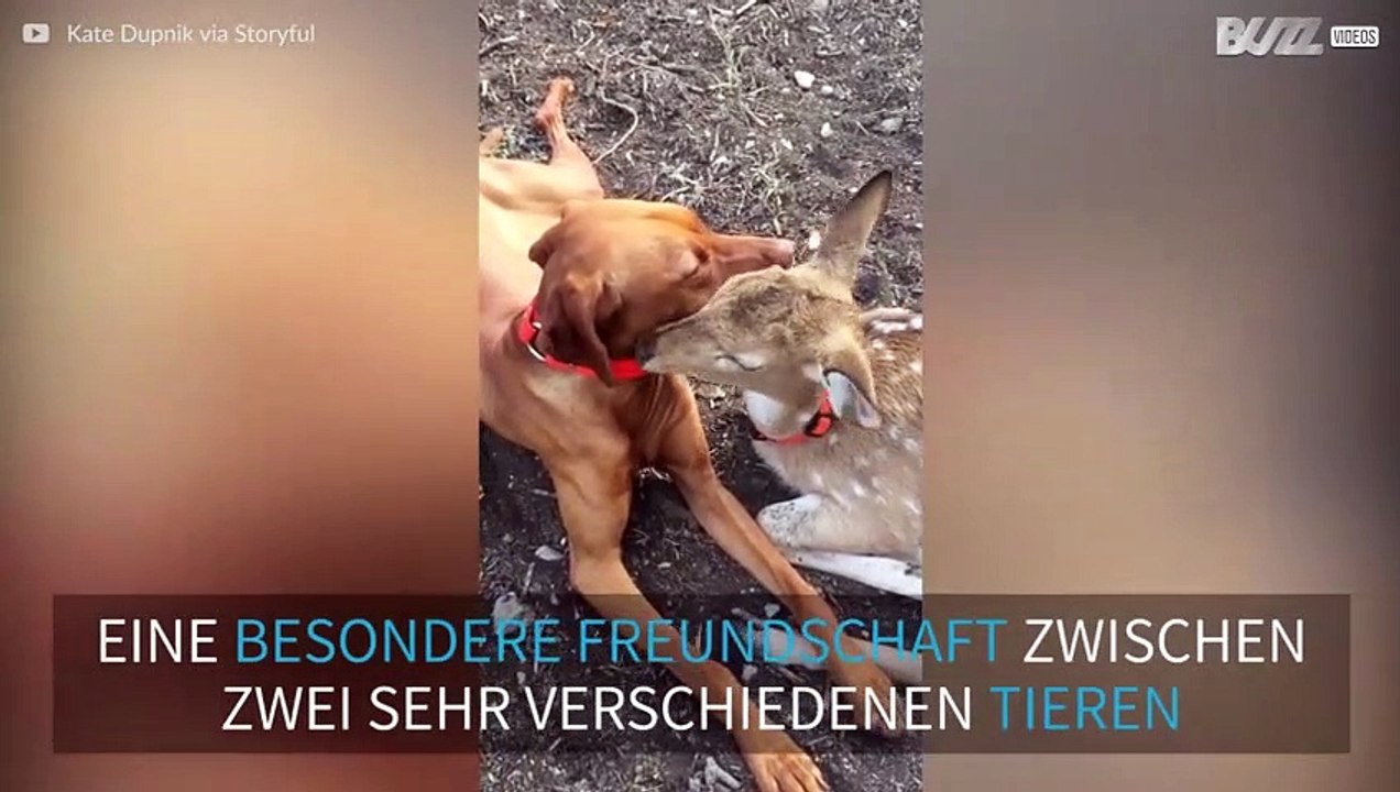 Hund und Reh sind dicke Freunde