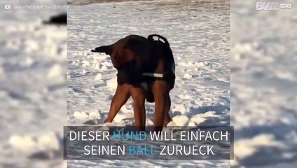 Hund nutzt clevere Technik, um seinen Ball aus dem Schnee auszugraben