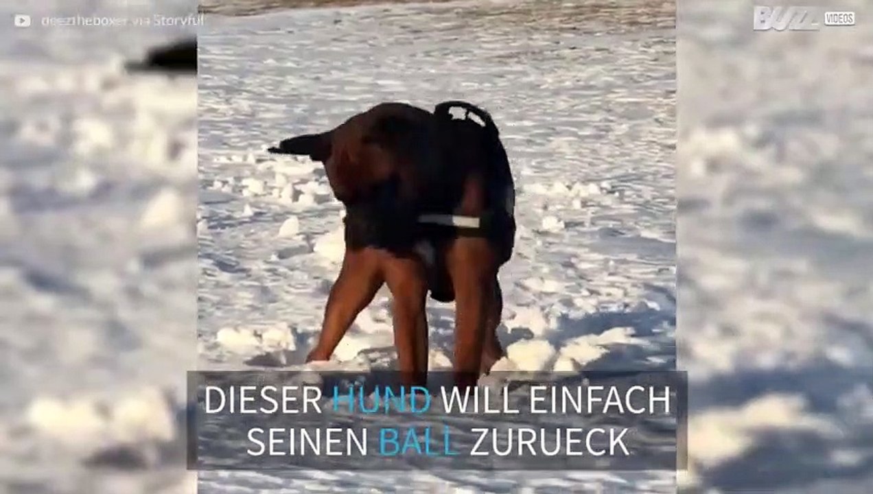 Hund nutzt clevere Technik, um seinen Ball aus dem Schnee auszugraben