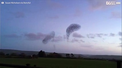 En flock fåglar dansar över himlen i Irland