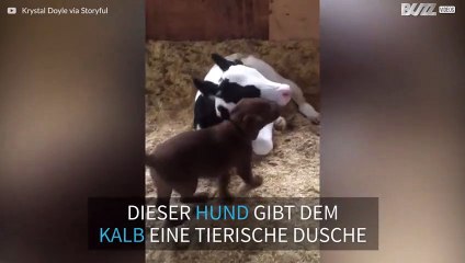 Welpe und Kalb beim Duschen