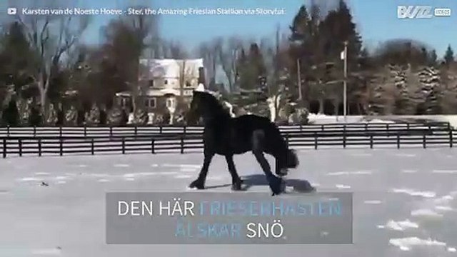 Häst älskar att leka i New York-snön