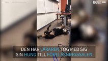 Universitetslärare tar med sin hund in i provsalen för att lugna ner sina elever