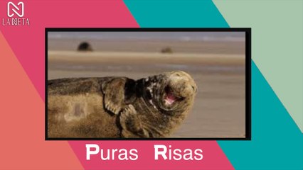 LO MEJOR EN VIDEOS PARA MORIR DE LA RISA marzo 2021