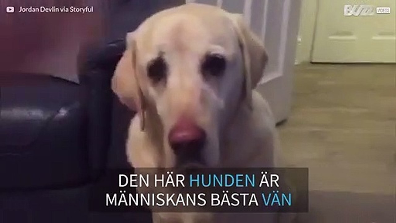 Hund levererar cider till sin husse