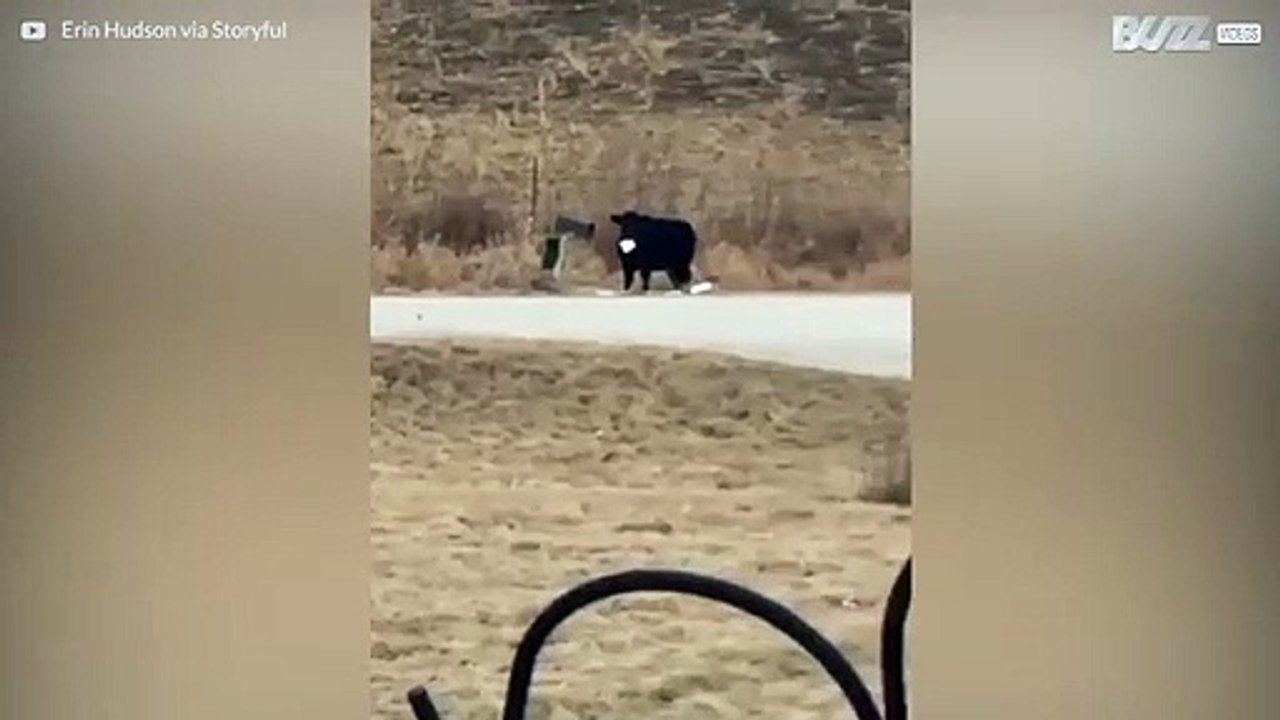 Hungrig kossa stjäl brev från brevlåda och börjar tugga