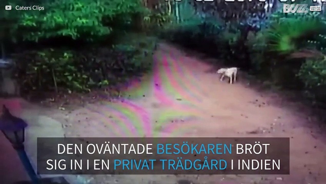 Bebiselefant bryter sig in i ett hus trädgård i Indien