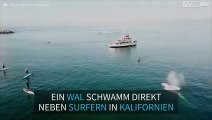 Wunderschöner Wal schwimmt direkt neben Surfern