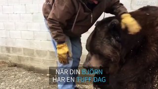Djurvårdare tar hand om en 635 kg tung björn