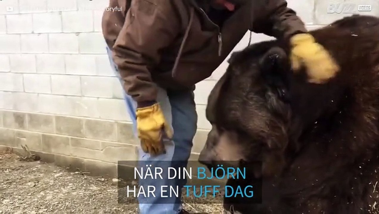 Djurvårdare tar hand om en 635 kg tung björn