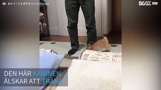 Husdjurskaninen utövar sin träningsrutin