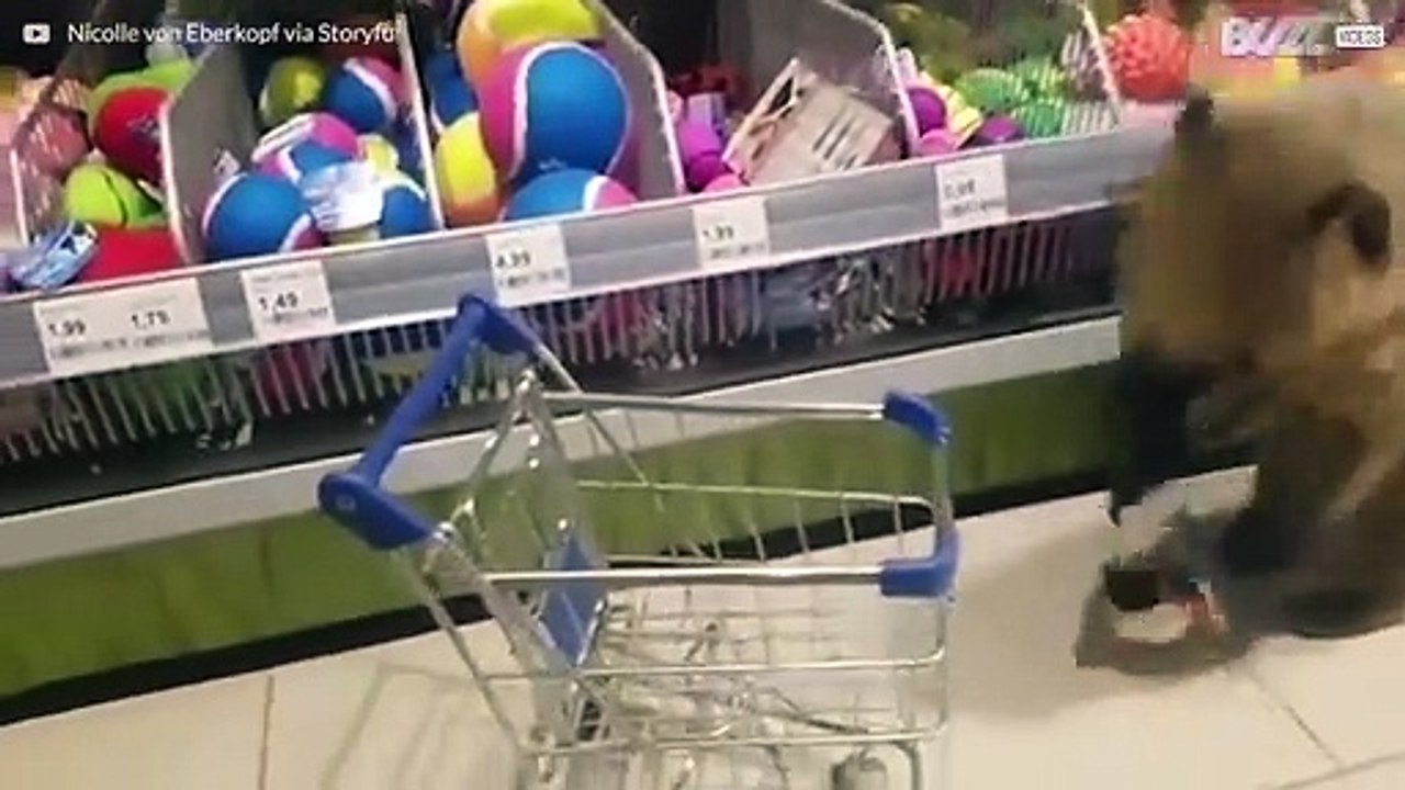 Ein Nasenbär im Supermarkt