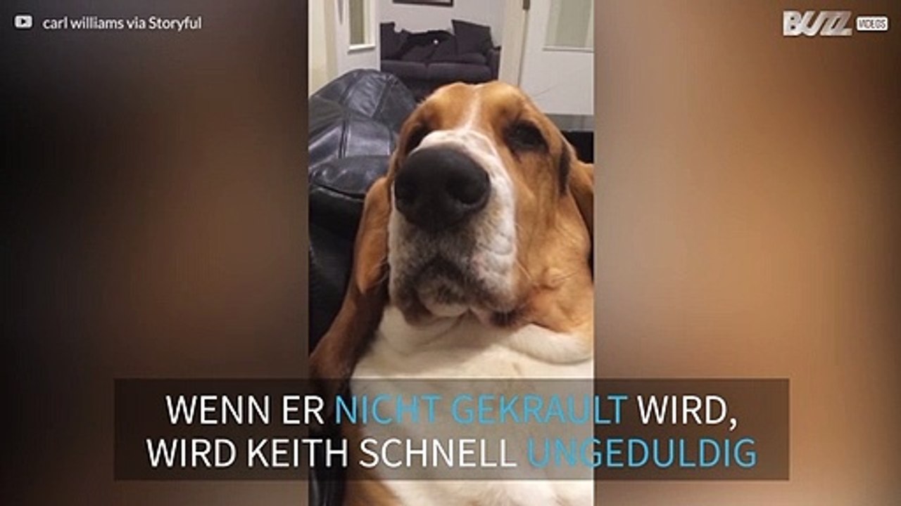 Grunzender Hund auf der Suche nach Zuneigung
