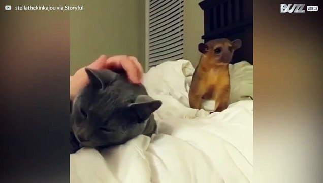 Stella, den söta veckelbjörnen vill bli kompis med grannens katt