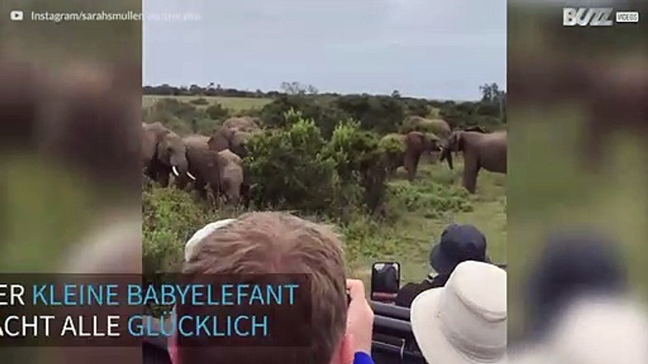 Babyelefant mischt sich unter die Touristen