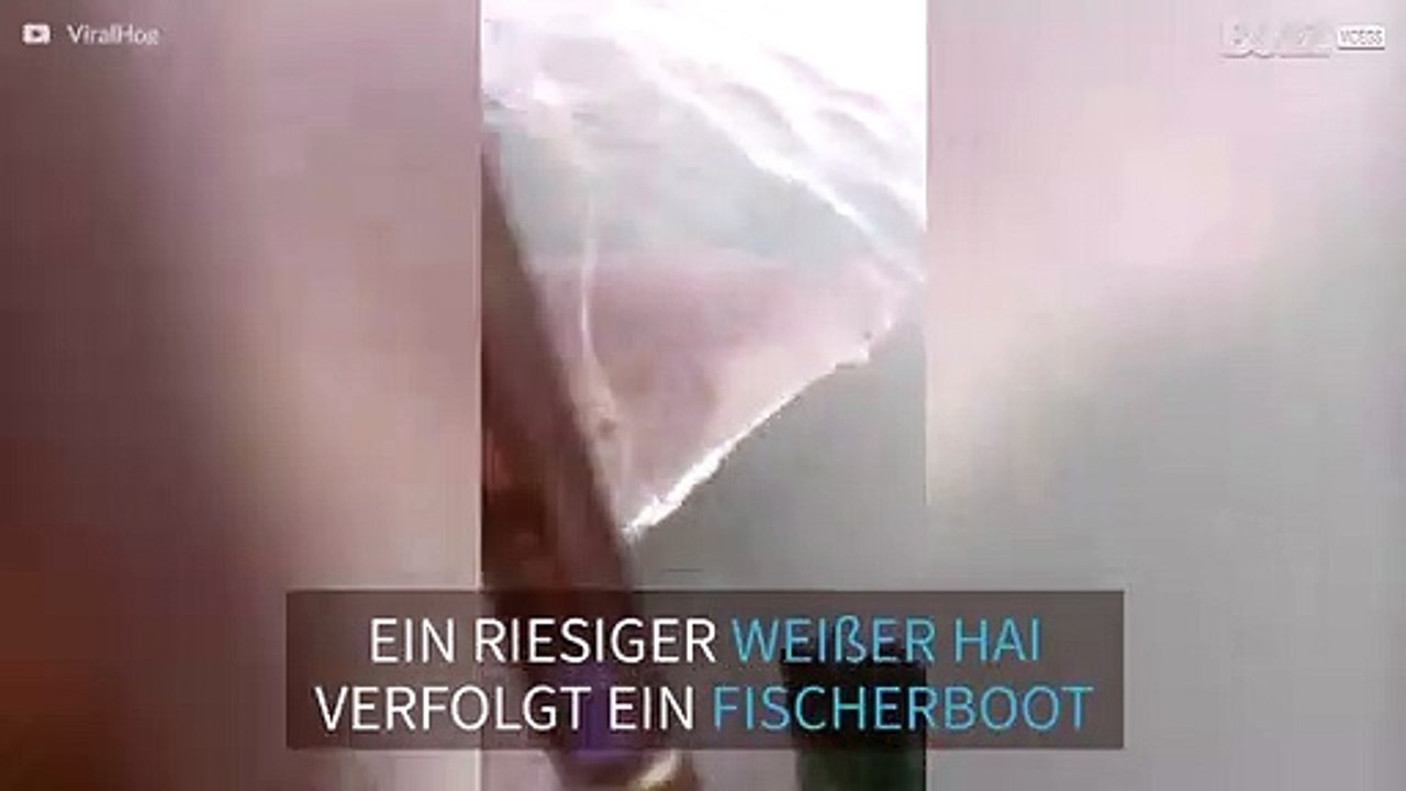 Riesiger weißer Hai macht Bootsfahrern in Australien Angst