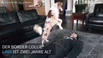 Hund macht Erste-Hilfe-Kurs