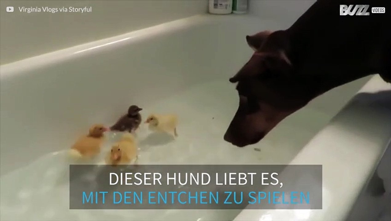 Ungewöhnliche Freundschaft zwischen einem Dobermann und Küken