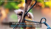 Vogel weigert sich alleine bei der Vogeltränke zu bleiben