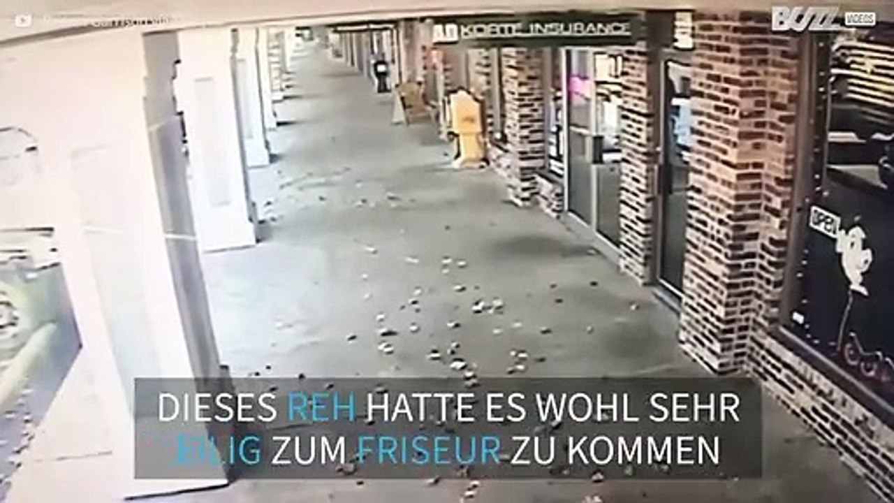 Reh zerstört Schaufenster