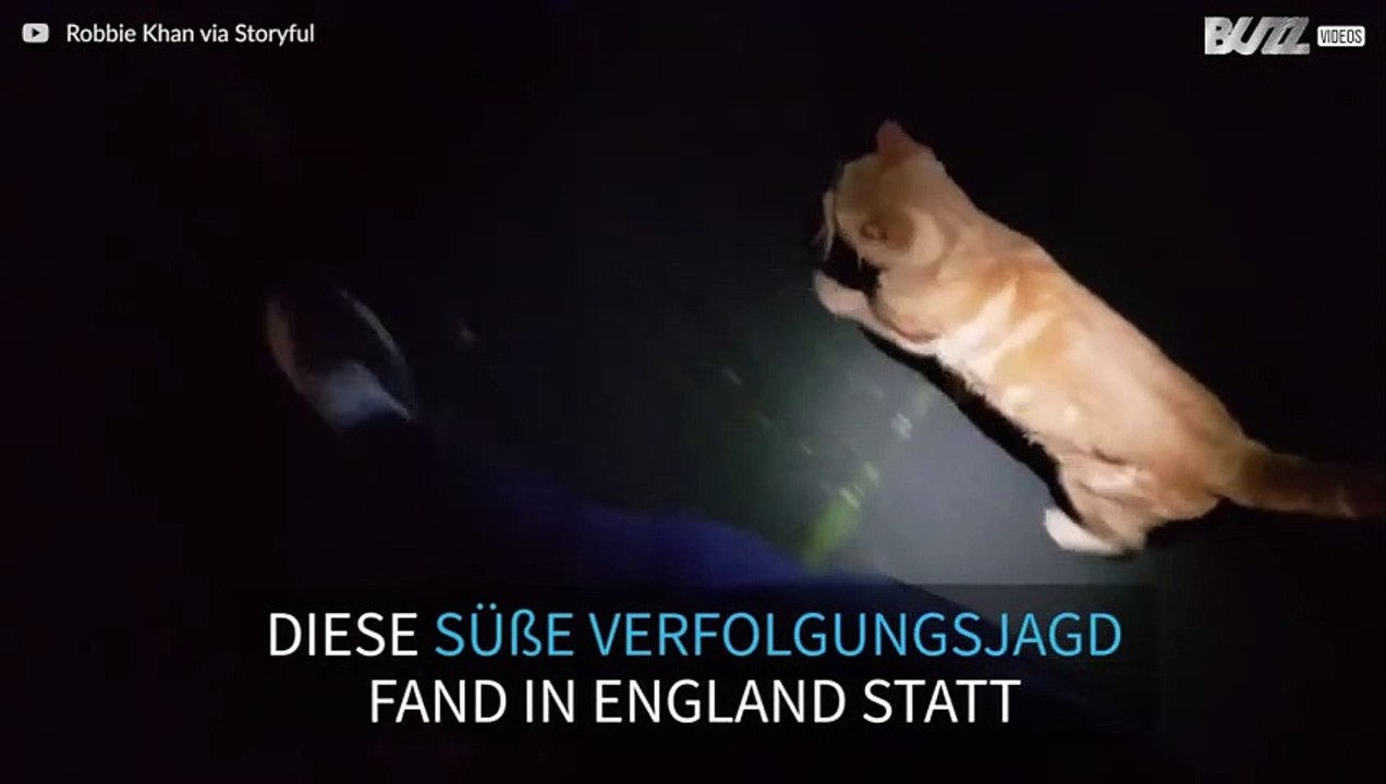 Katze folgt Mann in England