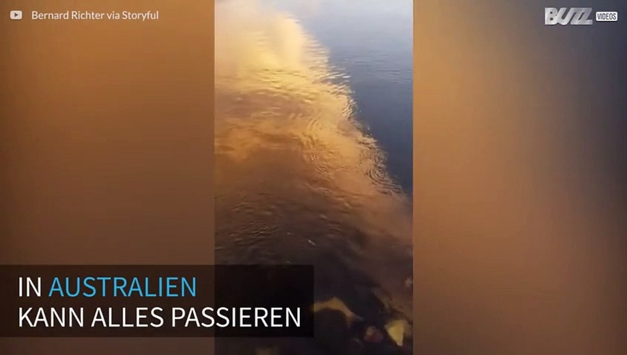 Hai in australischem Fluss gesichtet