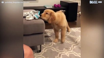 Goldener Retriever darf nicht an Socken schnüffeln
