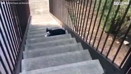 Wütende Katze von Besitzer verraten