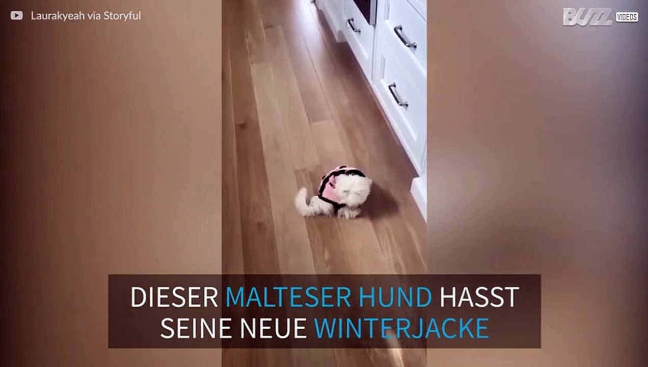 Malteser Hund kämpft gegen seine Winterkleidung