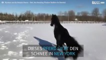 Pferd freut sich über den Neuschnee in New York