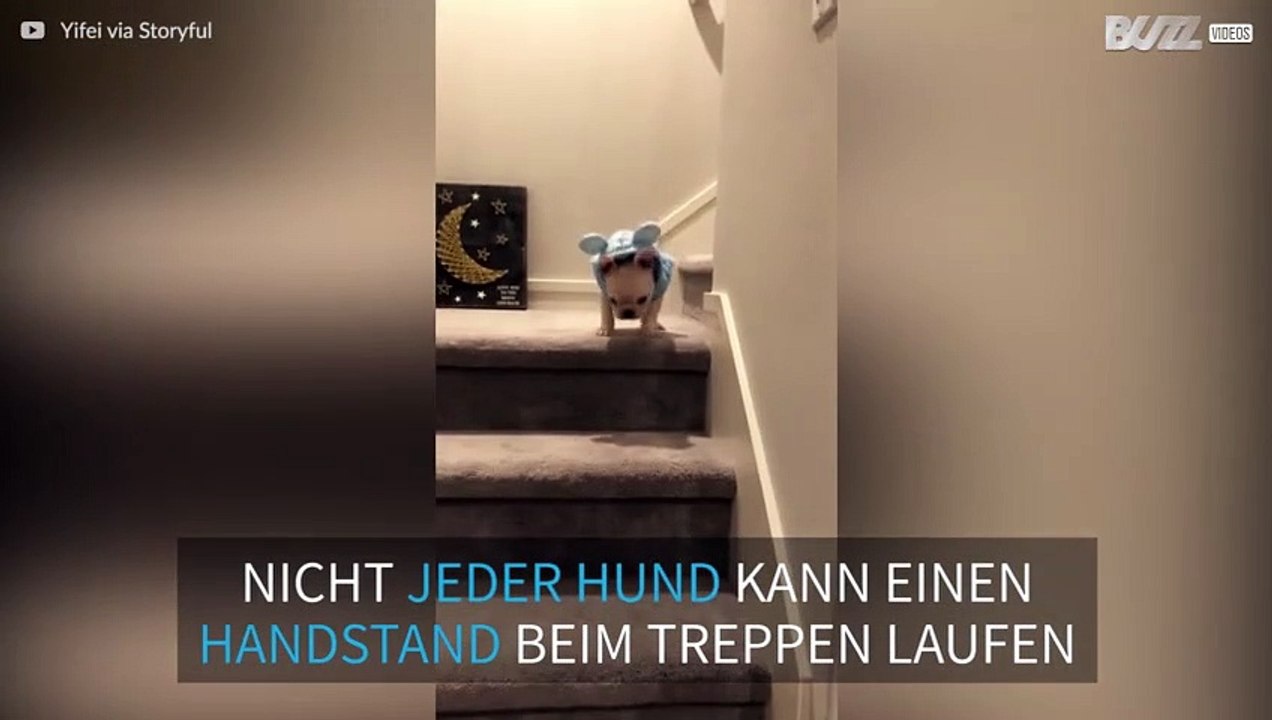 Hoppla! Hundewelpe macht Handstand beim Versuch, die Treppe runterzulaufen