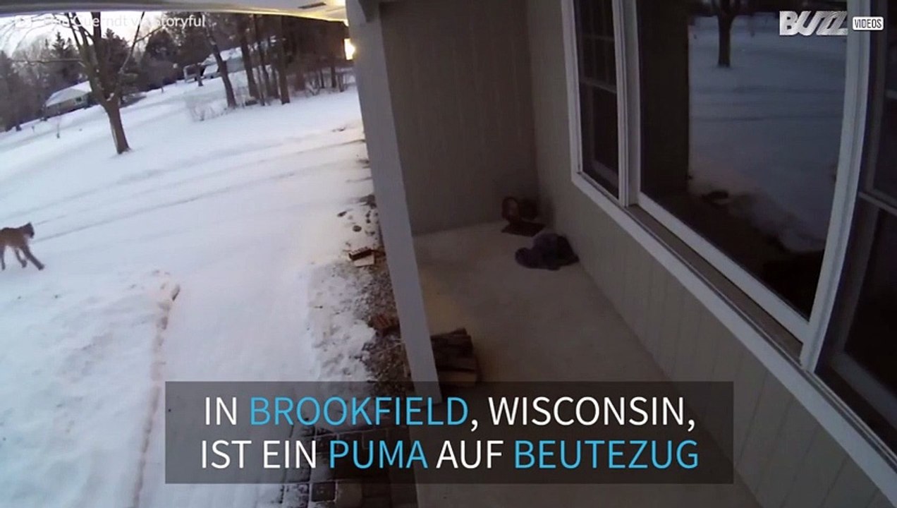 Puma auf einer Veranda in den USA gesichtet