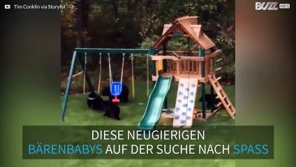 Bärenbabys auf dem Spielplatz