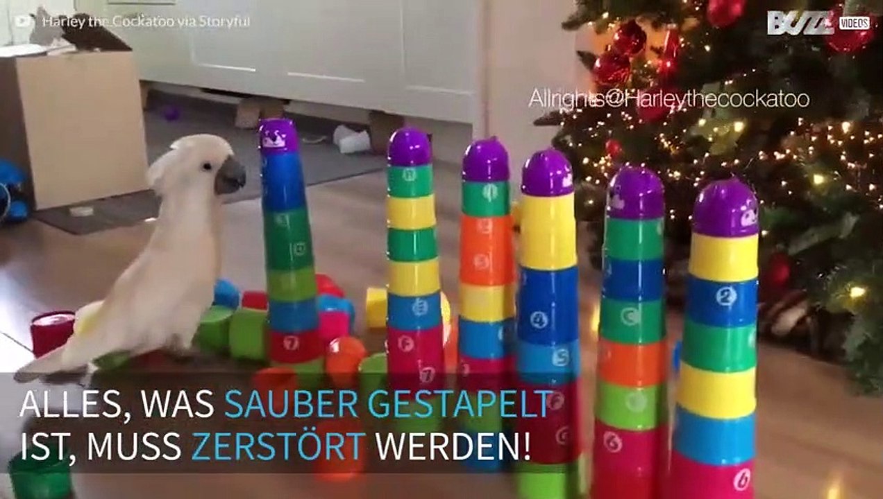 Radikaler Kakadu im Rausch der Zerstörung