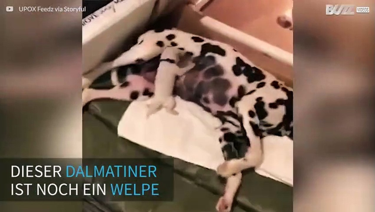 Welpe steht auf Rock'n'Roll