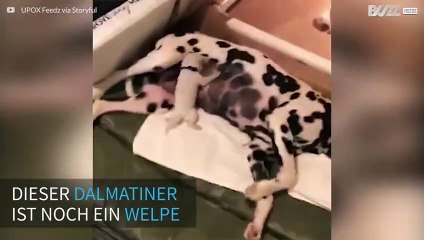 Welpe steht auf Rock'n'Roll