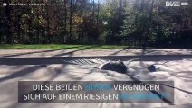 Hunde spielen auf riesigem Wasserbett