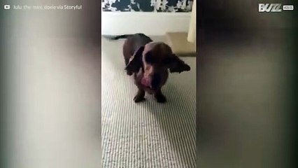 Dieser überglückliche Hund tanzt