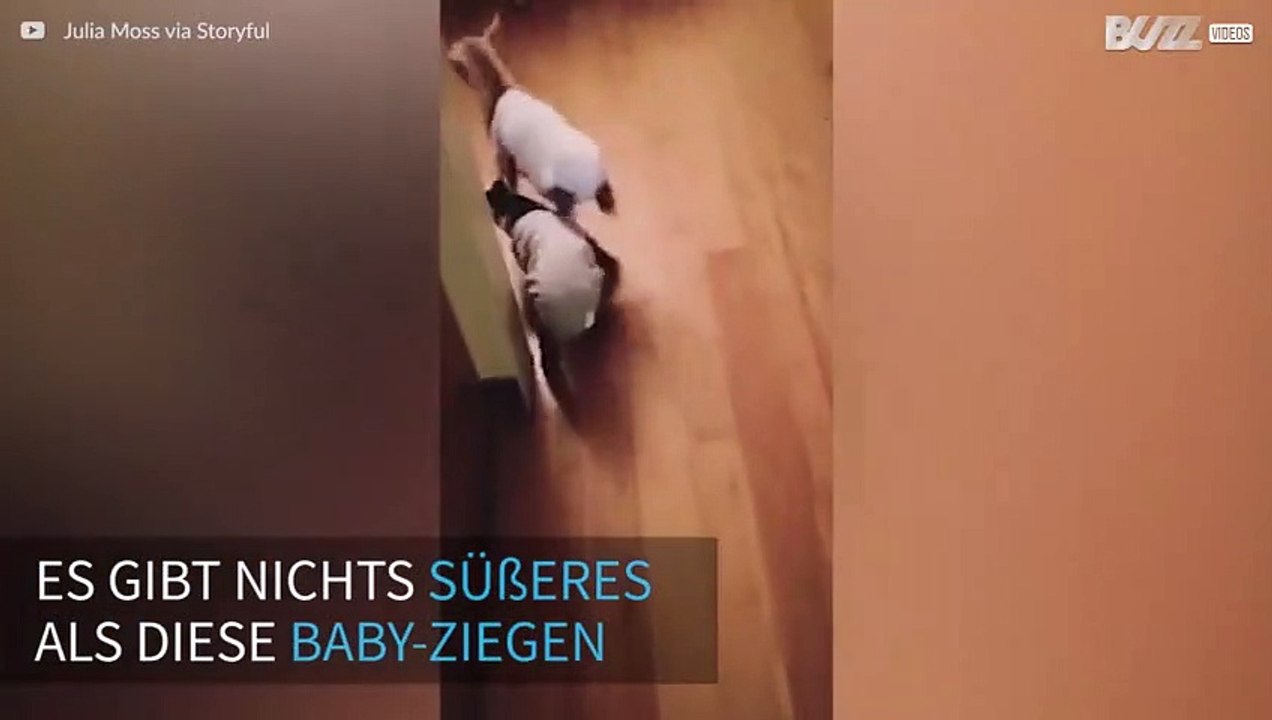Baby-Ziegen sind so süß