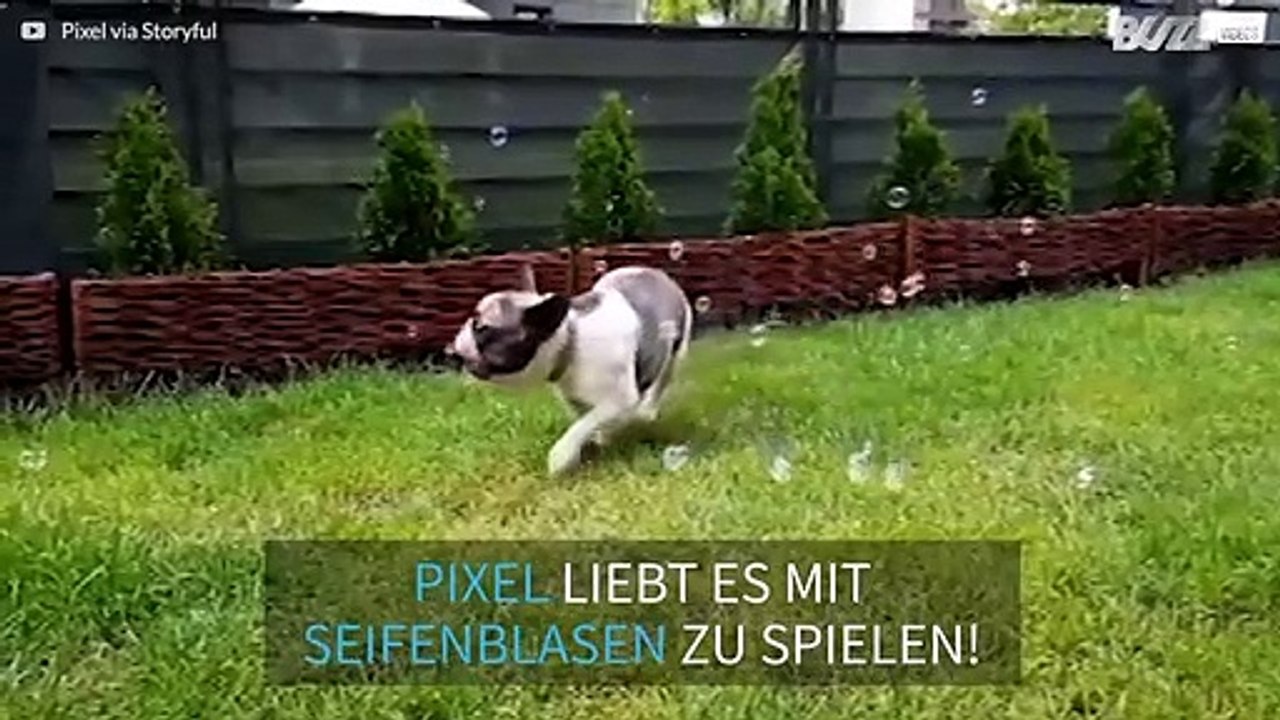 Eine große Liebe – Dogge und Seifenblasen