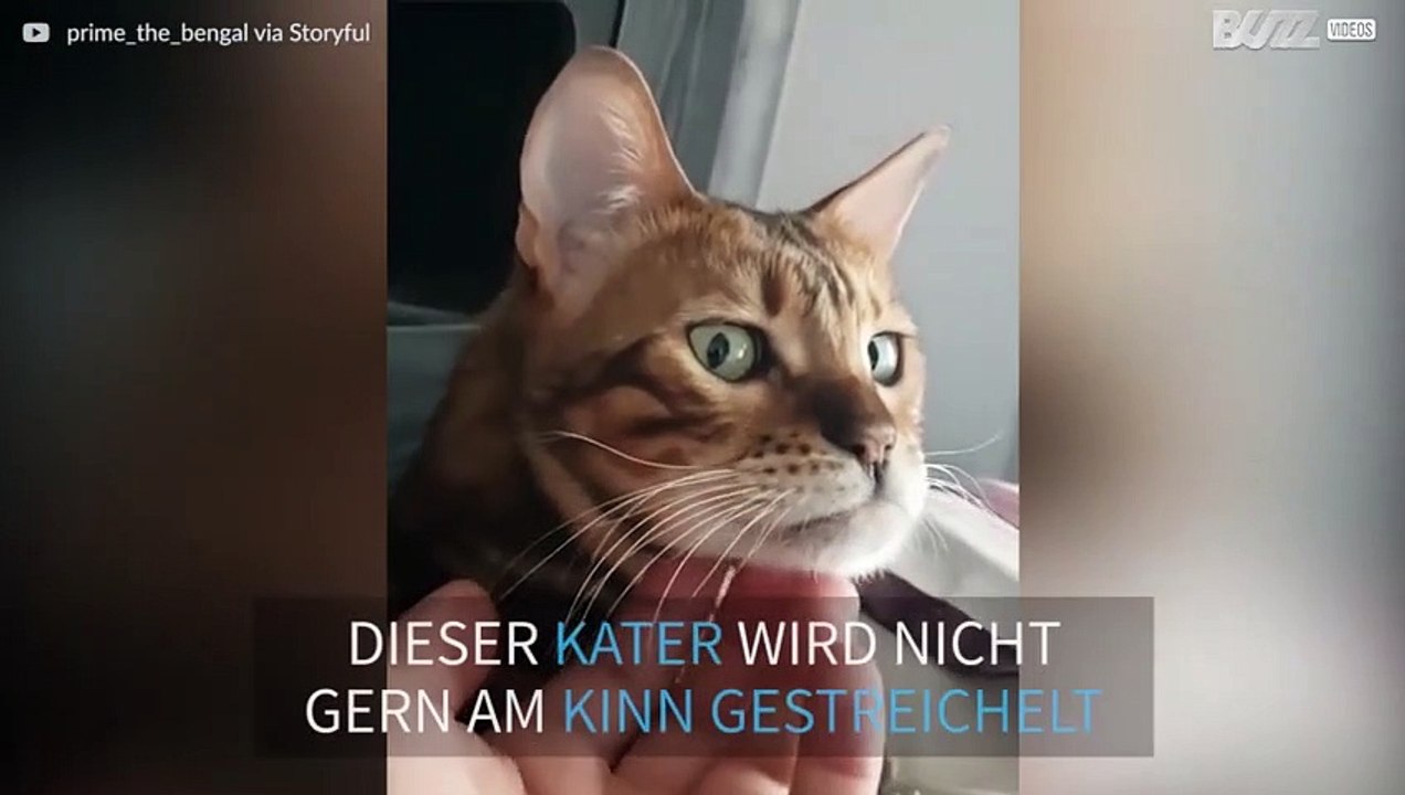 Kater verzieht Gesicht wenn er gestreichelt wird