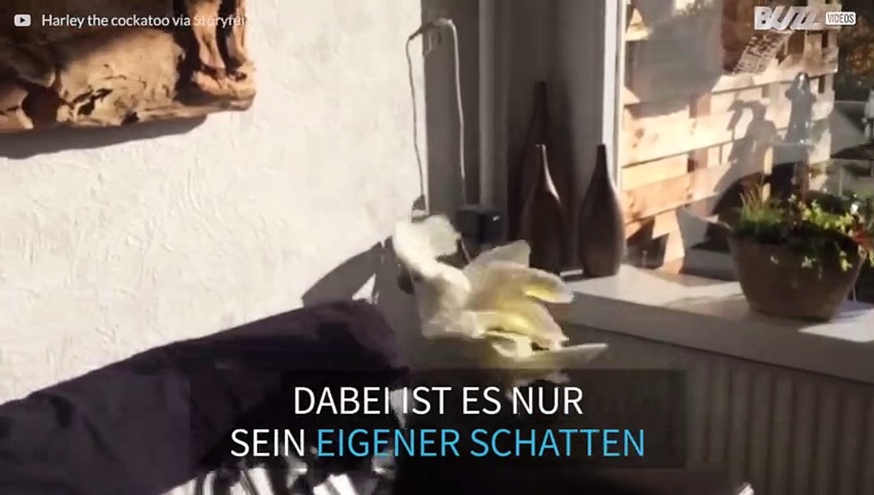 Kakadu kämpft mit seinem Schatten